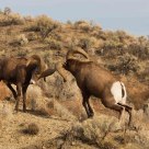 charging rams
